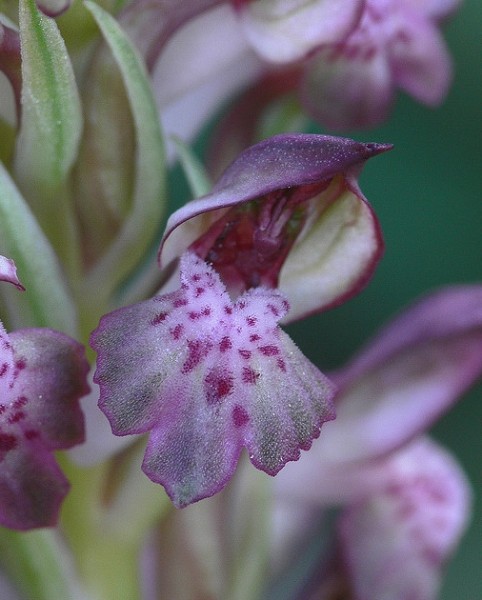 Orchidee del Gargano nel Parco Nazionale del Gargano