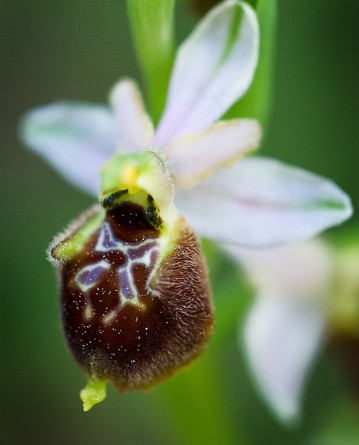Orchidea spontanea del Gargano