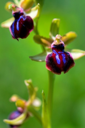Orchidea Ophrys garganica