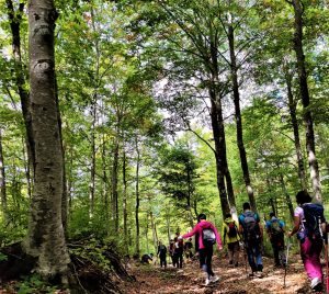 Trekking nel Bosco di Sant’Antonio: Guida Completa